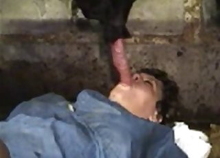 Pig