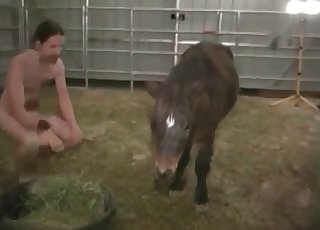 Pony